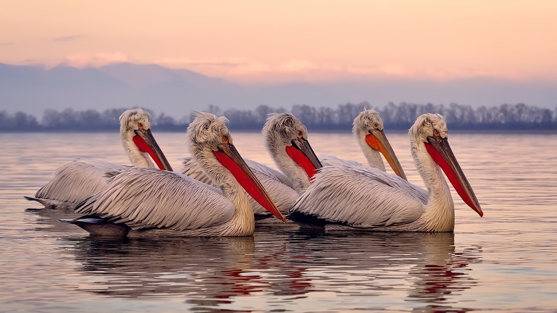 NBA赛季投篮效率排行榜,nba投球排名
